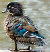 Wood Duck