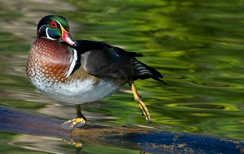 Wood Duck male adult breeding