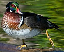 Wood Duck