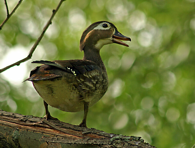 Wood Duck