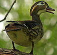 Canard carolin