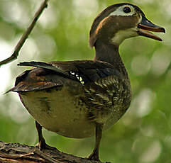 Canard carolin