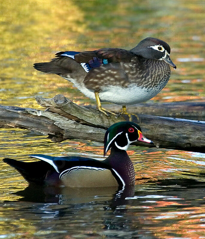 Wood Duck adult breeding