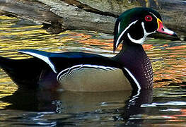 Wood Duck