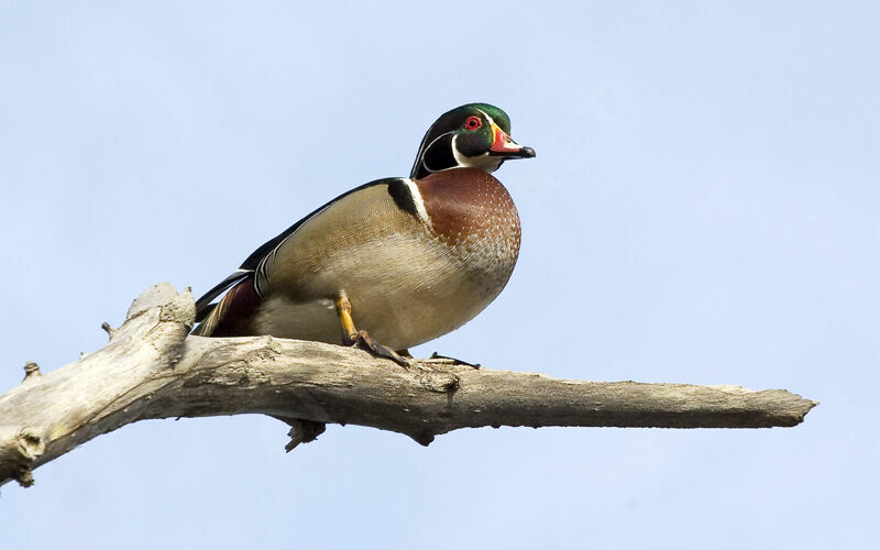 Wood Duck male adult