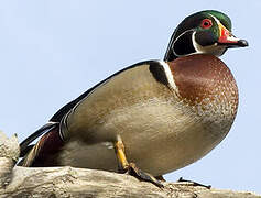 Wood Duck