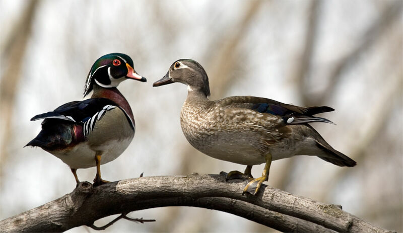 Wood Duck adult breeding