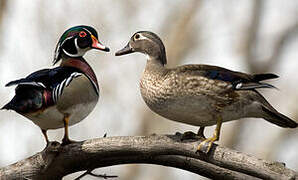 Canard carolin