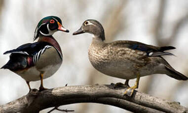 Canard carolin