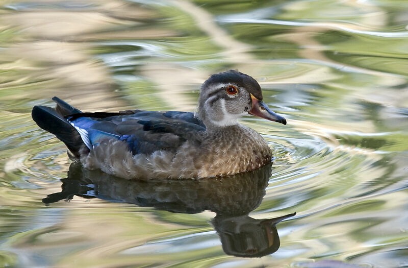 Wood Duck male juvenile