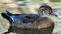 Canard carolin