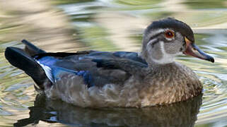 Wood Duck