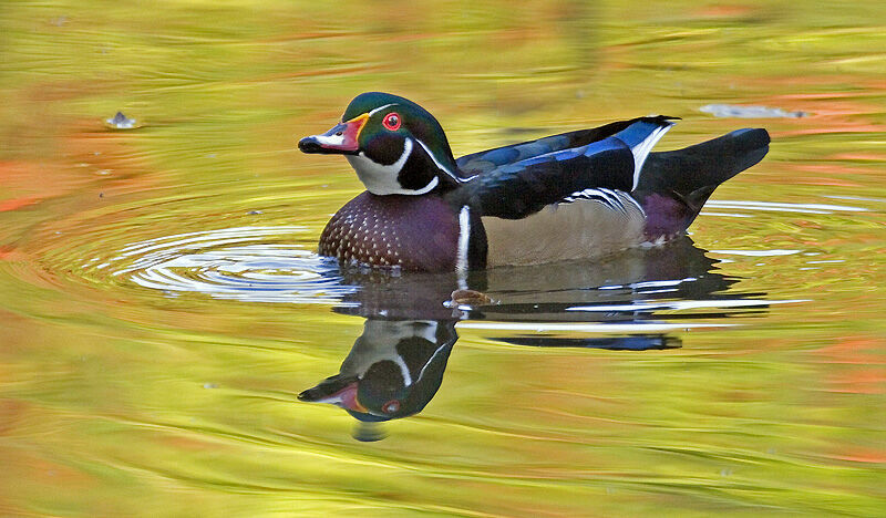 Wood Duck male adult