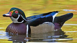 Wood Duck