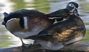 Canard carolin