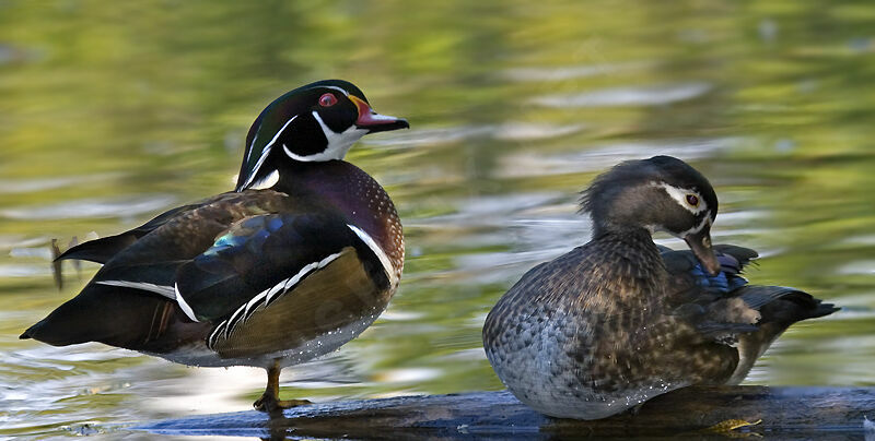 Wood Duck adult