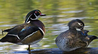 Canard carolin