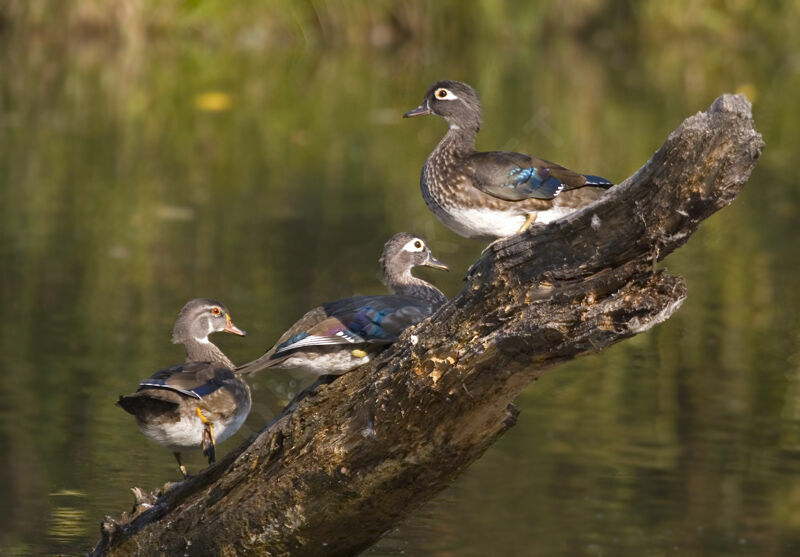 Wood Duck female