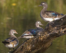 Canard carolin