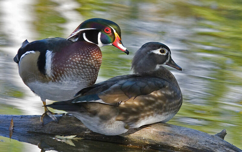 Wood Duck adult