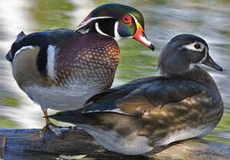 Canard carolin