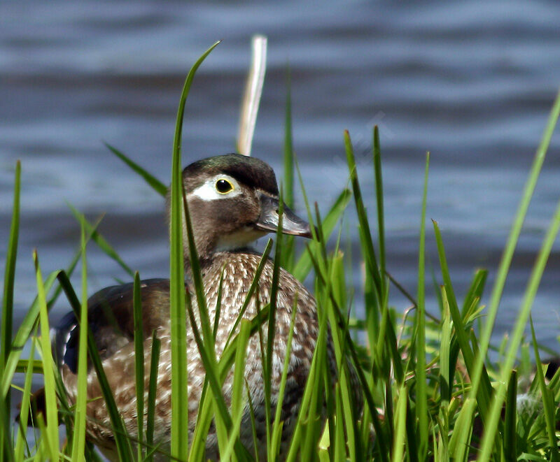 Canard carolin