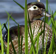 Canard carolin