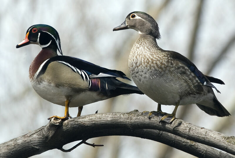 Canard carolin adulte