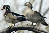 Canard carolin