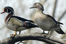 Canard carolin