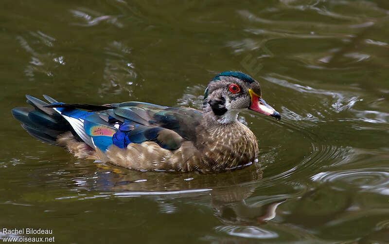 Canard carolin mâle adulte transition, identification