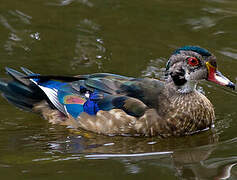 Canard carolin