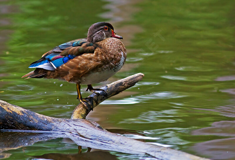 Wood Duck female