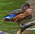 Canard carolin