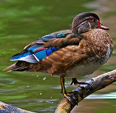 Canard carolin