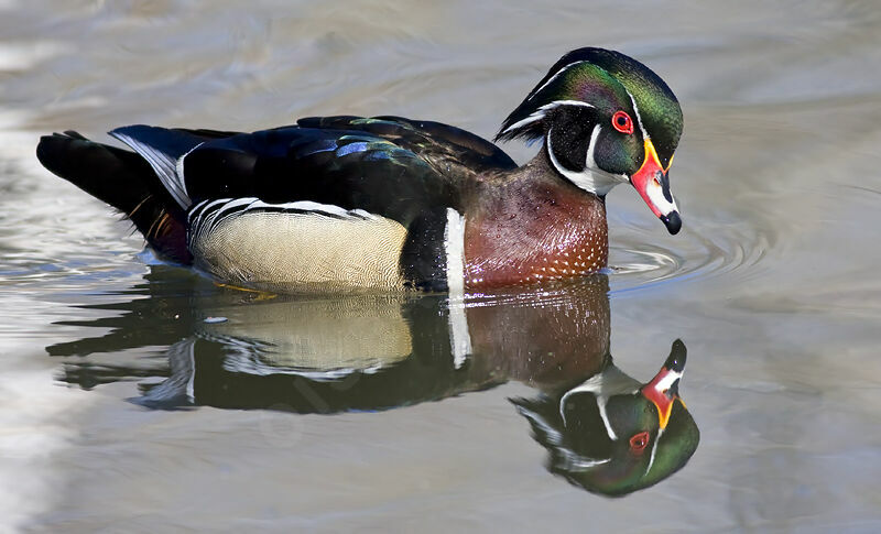 Canard carolin mâle adulte, identification