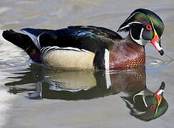 Wood Duck