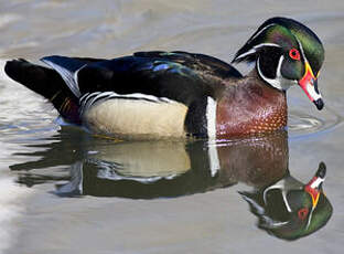 Canard carolin