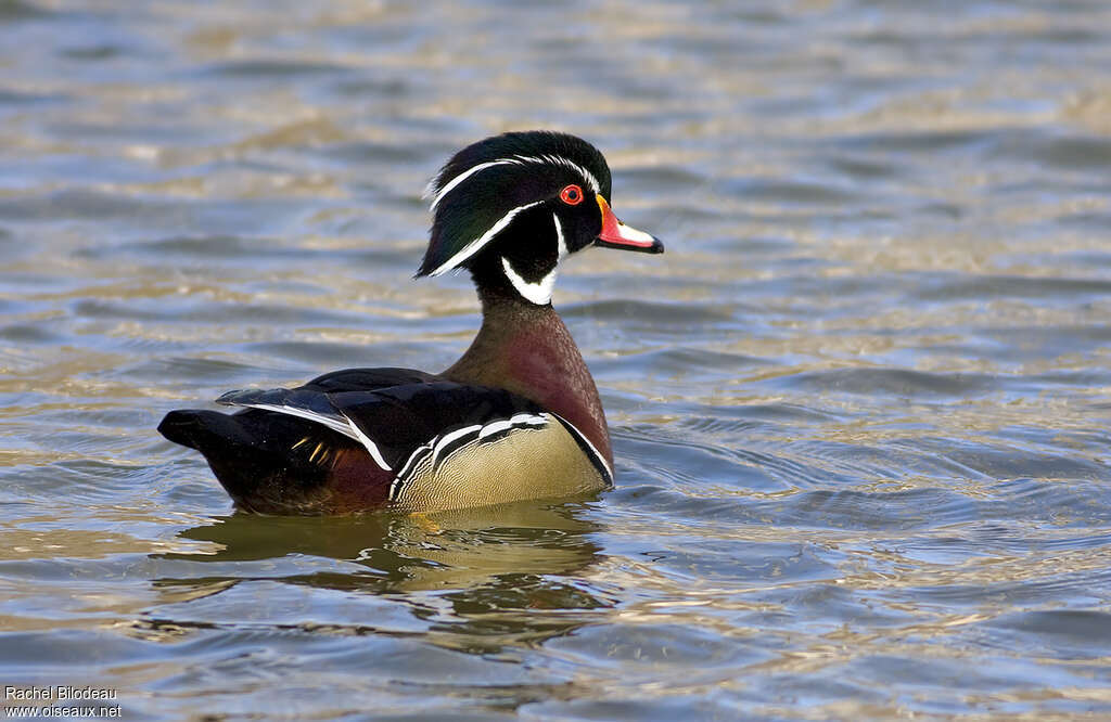 Wood Duck male adult, identification