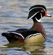 Wood Duck