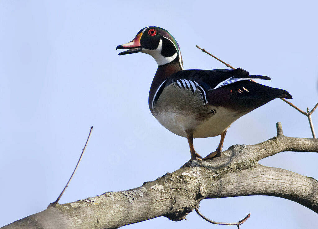 Wood Duck male, identification, Behaviour