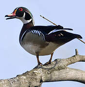 Wood Duck