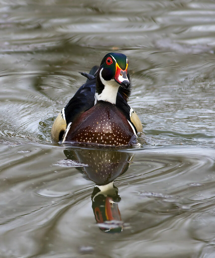 Wood Duck male, identification