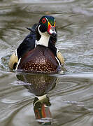 Wood Duck