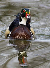 Canard carolin