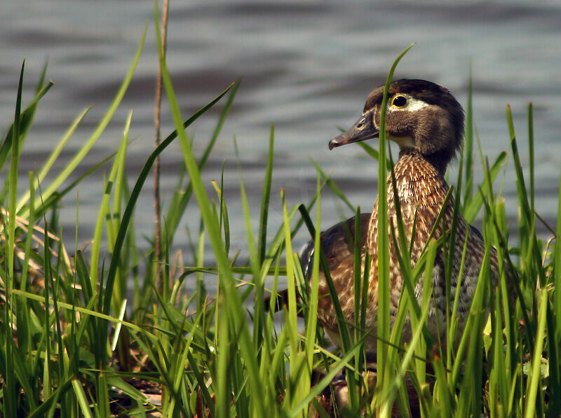 Canard carolin