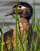 Wood Duck