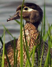 Canard carolin