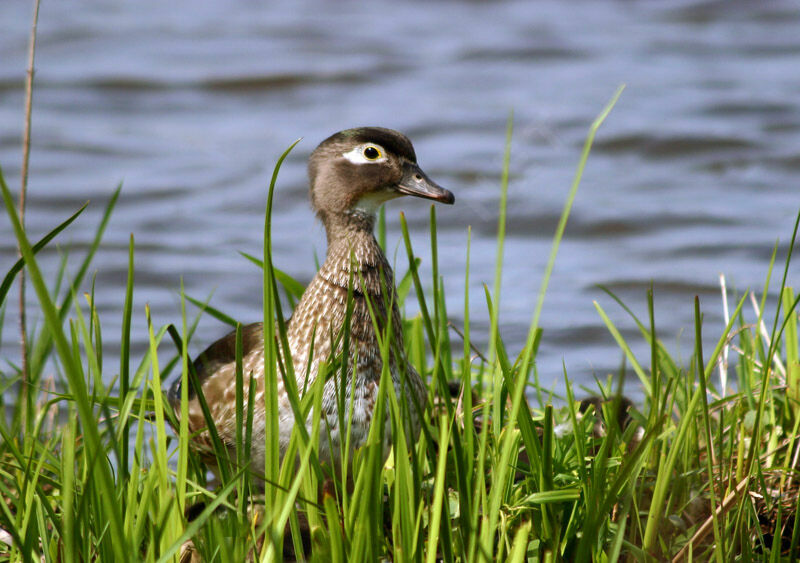 Wood Duck