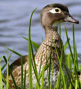 Canard carolin